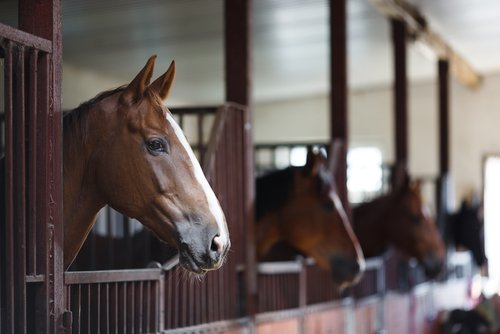 Horse equipment and supply business plan article