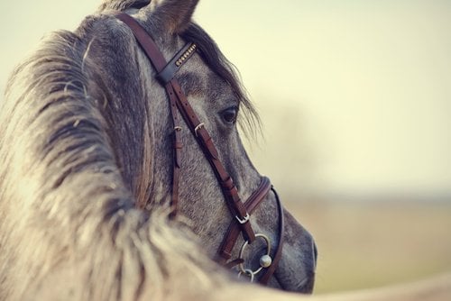 Frequently Asked Questions About Equine Law in Ohio