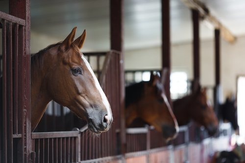 Stable Owner Lien Part 2: What is a Public Sale?